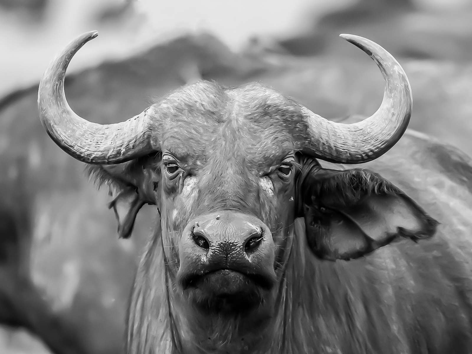 Buffalo Challenge