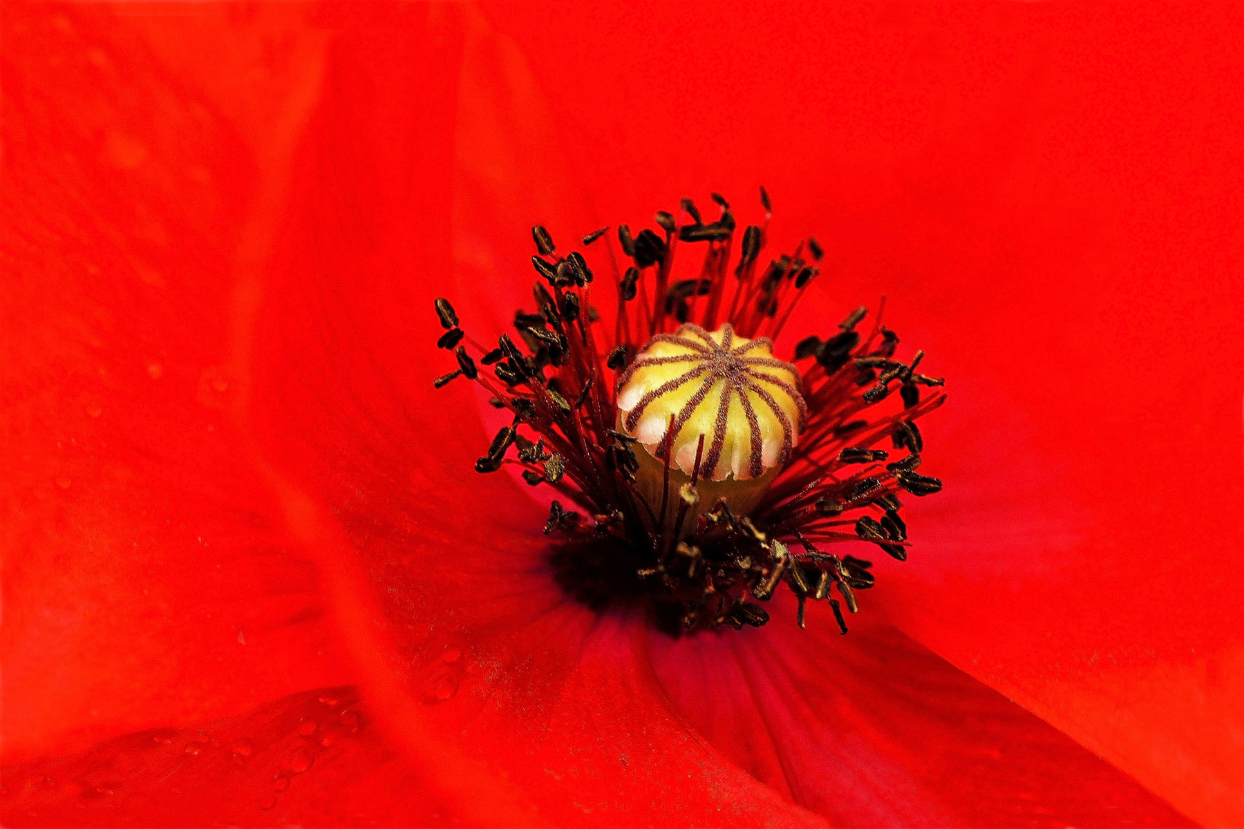 Poppy Heart