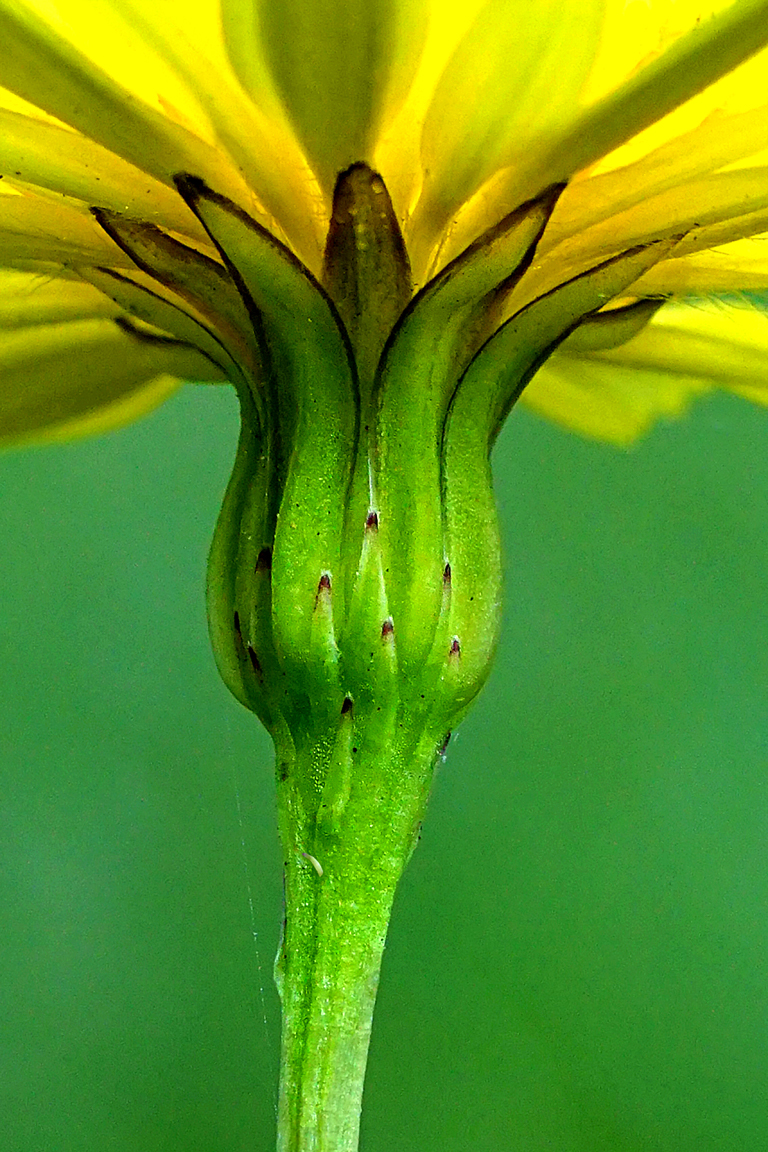 Daisy Heart