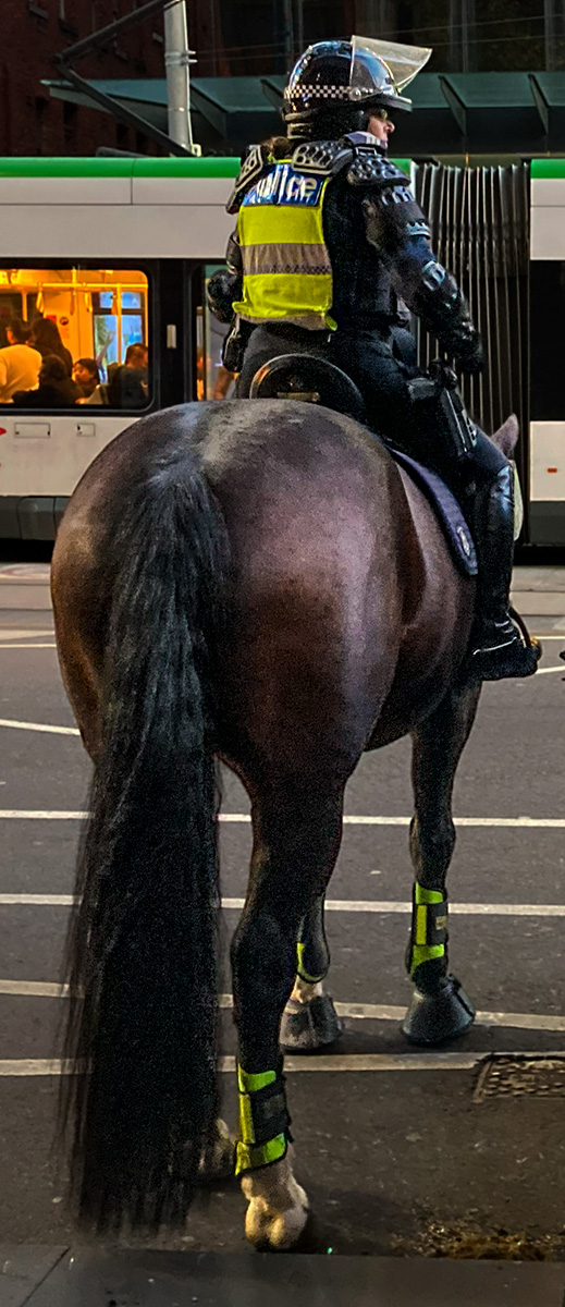 Police Horse on Duty