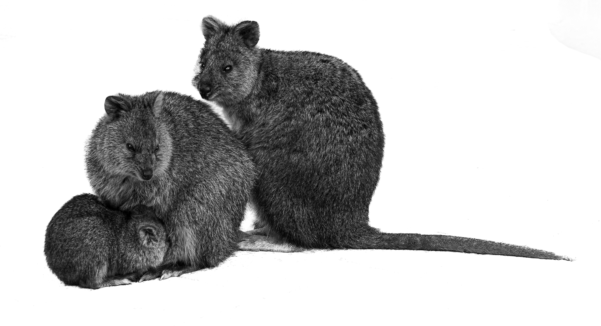 Quokka Family