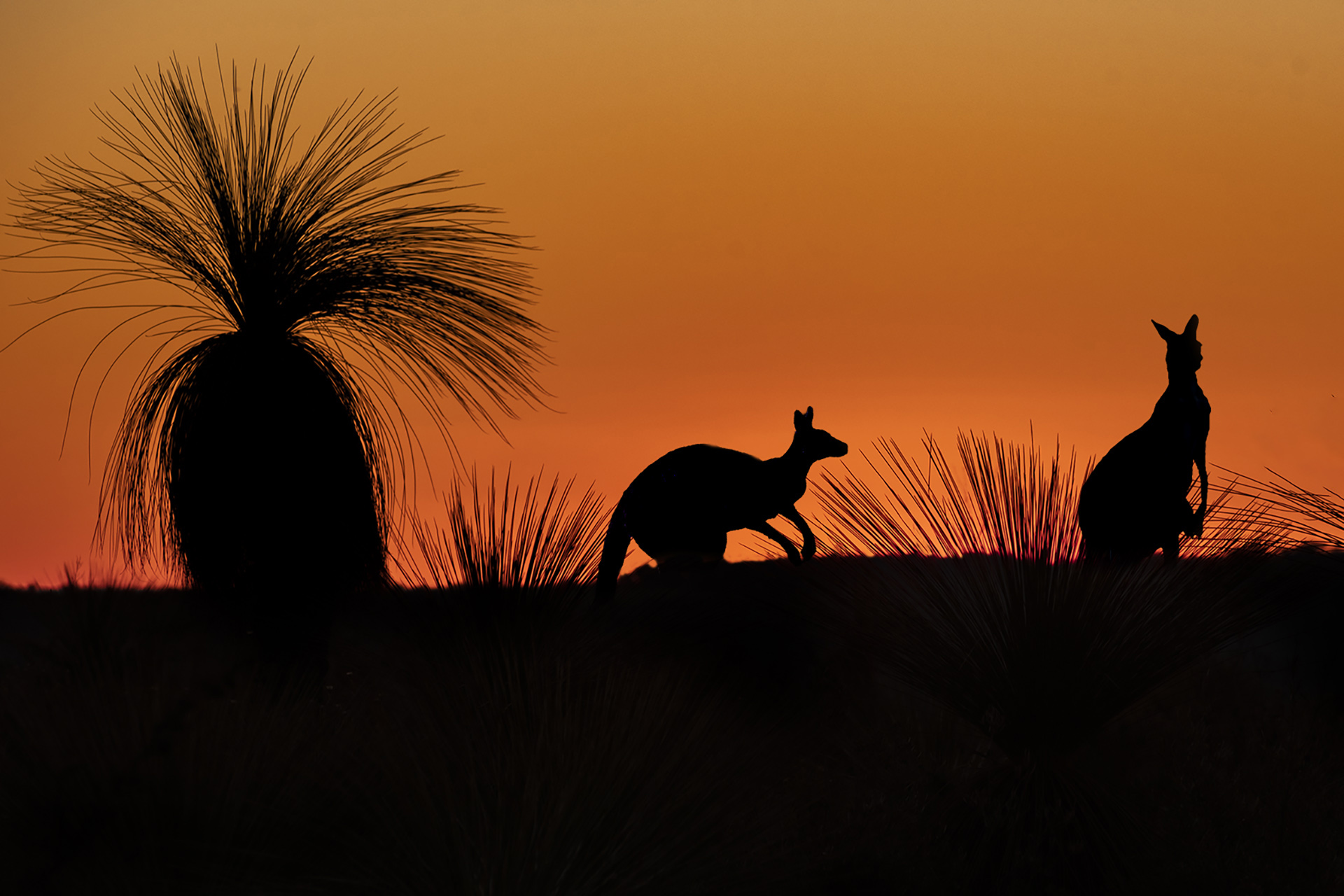 Kangaroos at Dusk