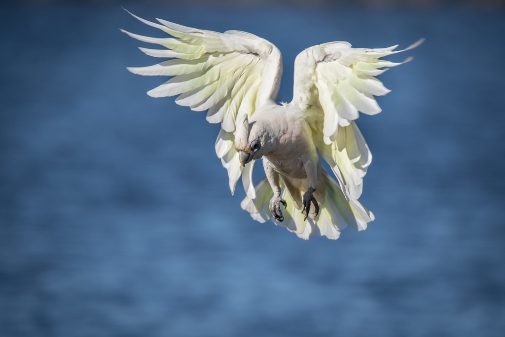 Landing Gear Down