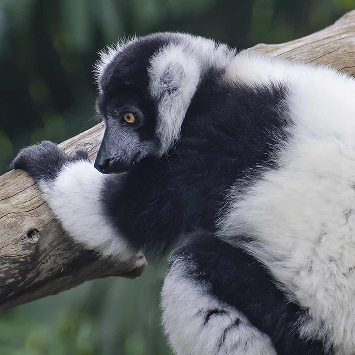 Ruffed Lemur