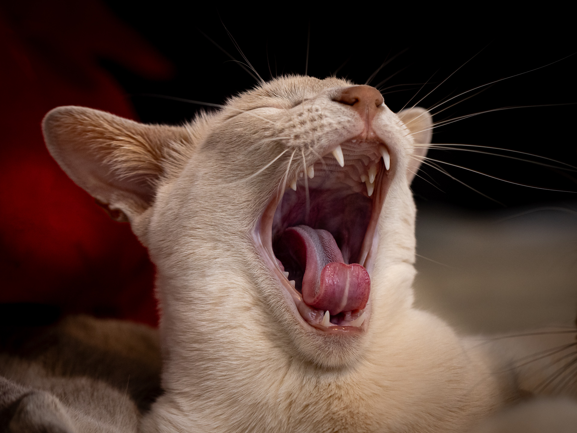 Say Ahh