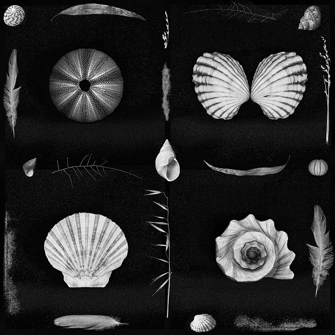Seashells