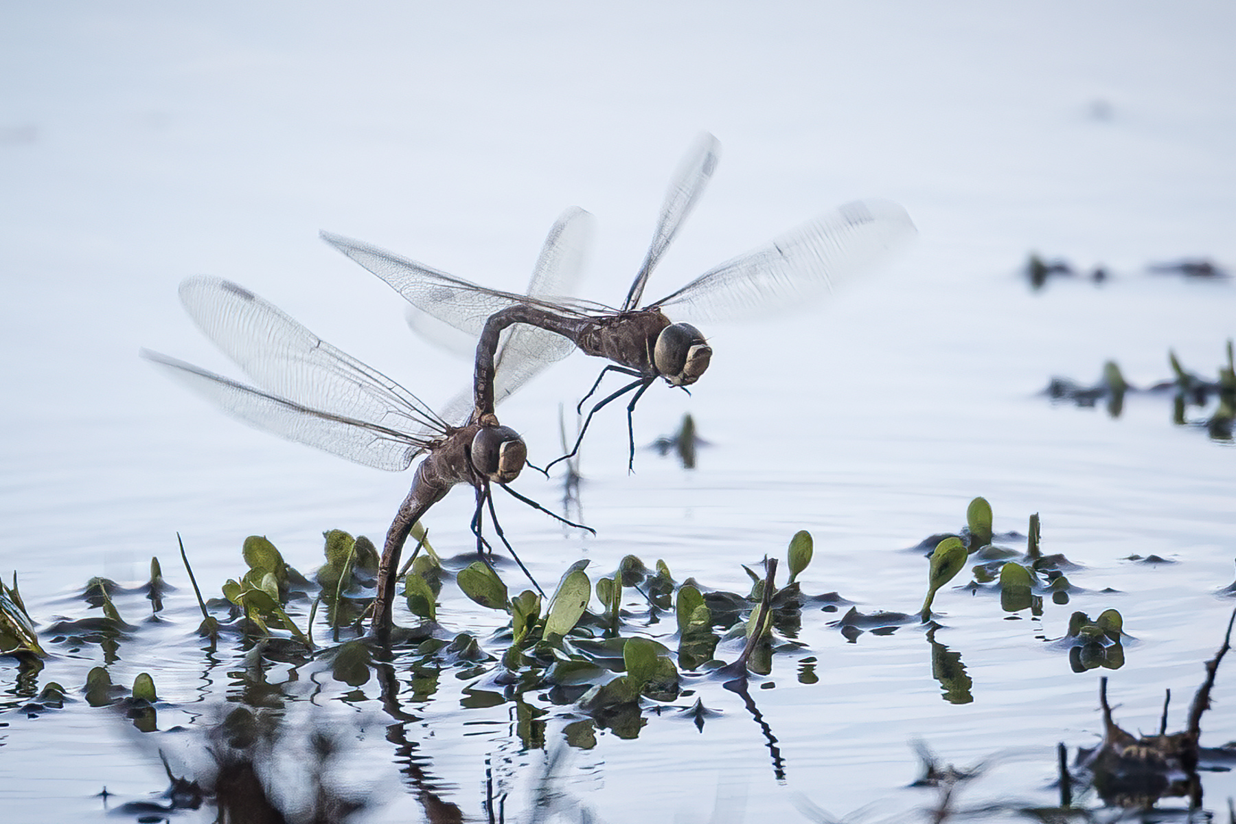 Dragonflies