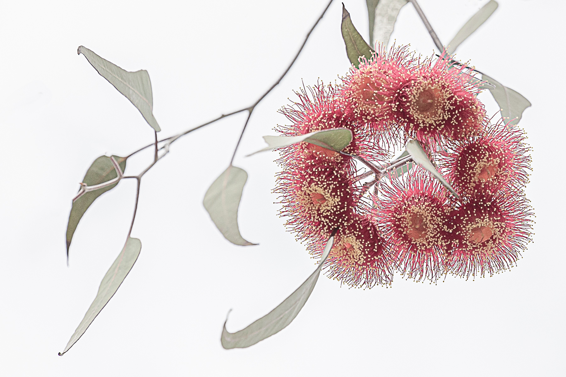 Wild Mallee Ring