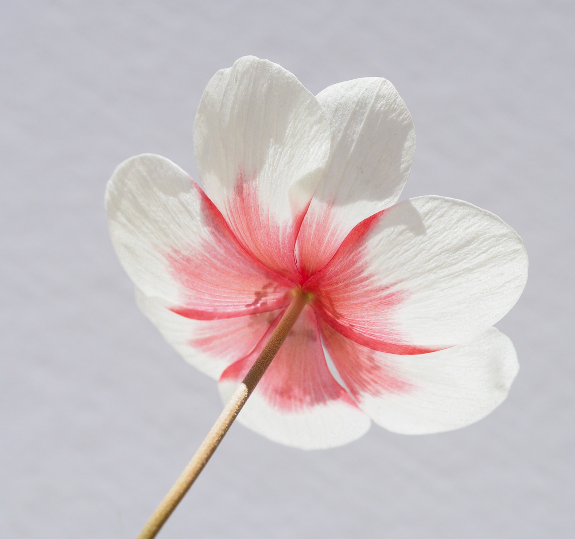 Backlit Anemone