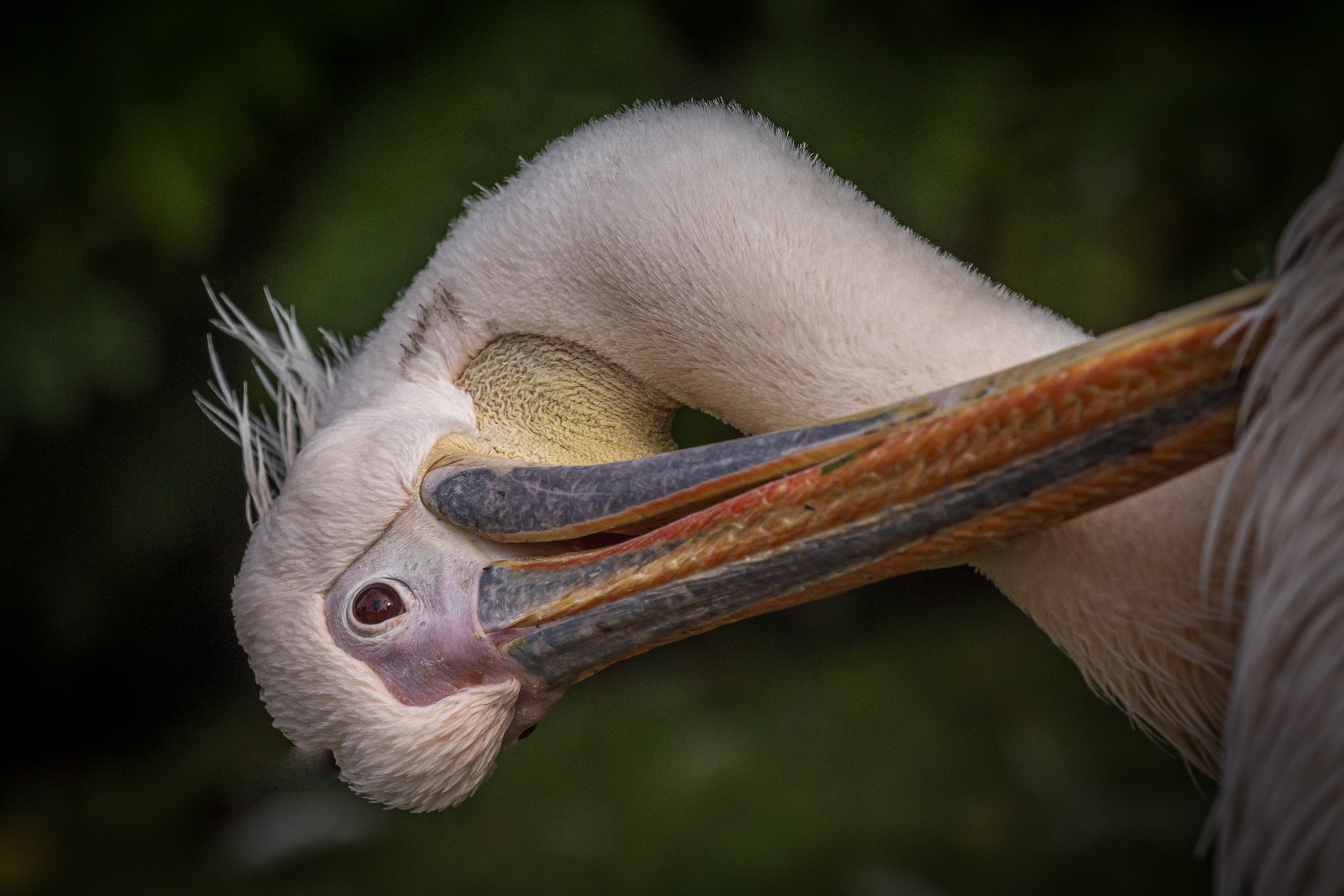 A Pelican Pose