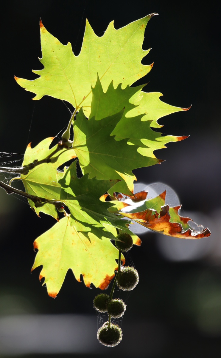 Leaves