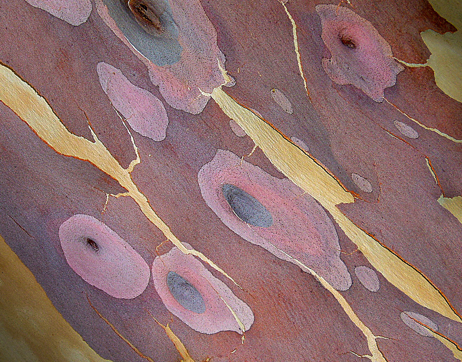 Bark Painting