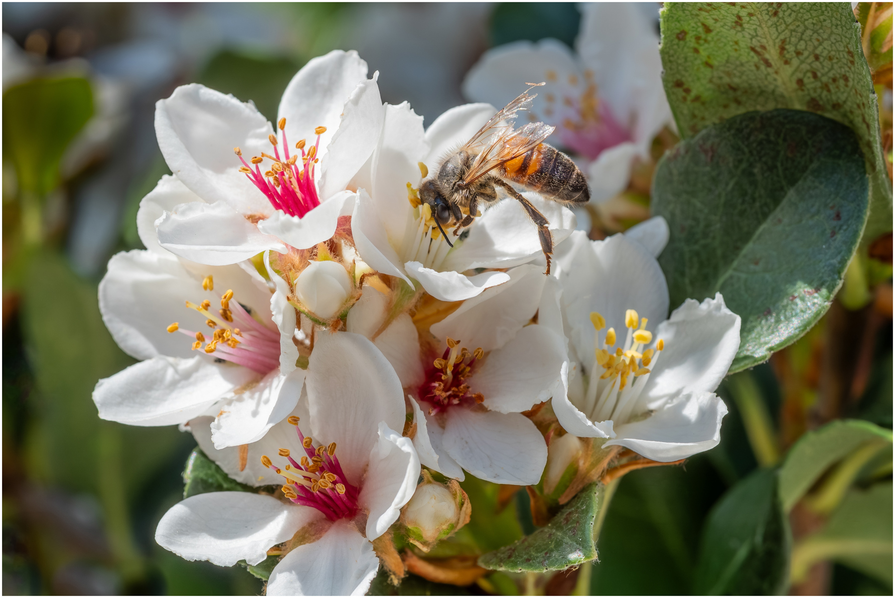 Bee on Indian Hawthorn Flower