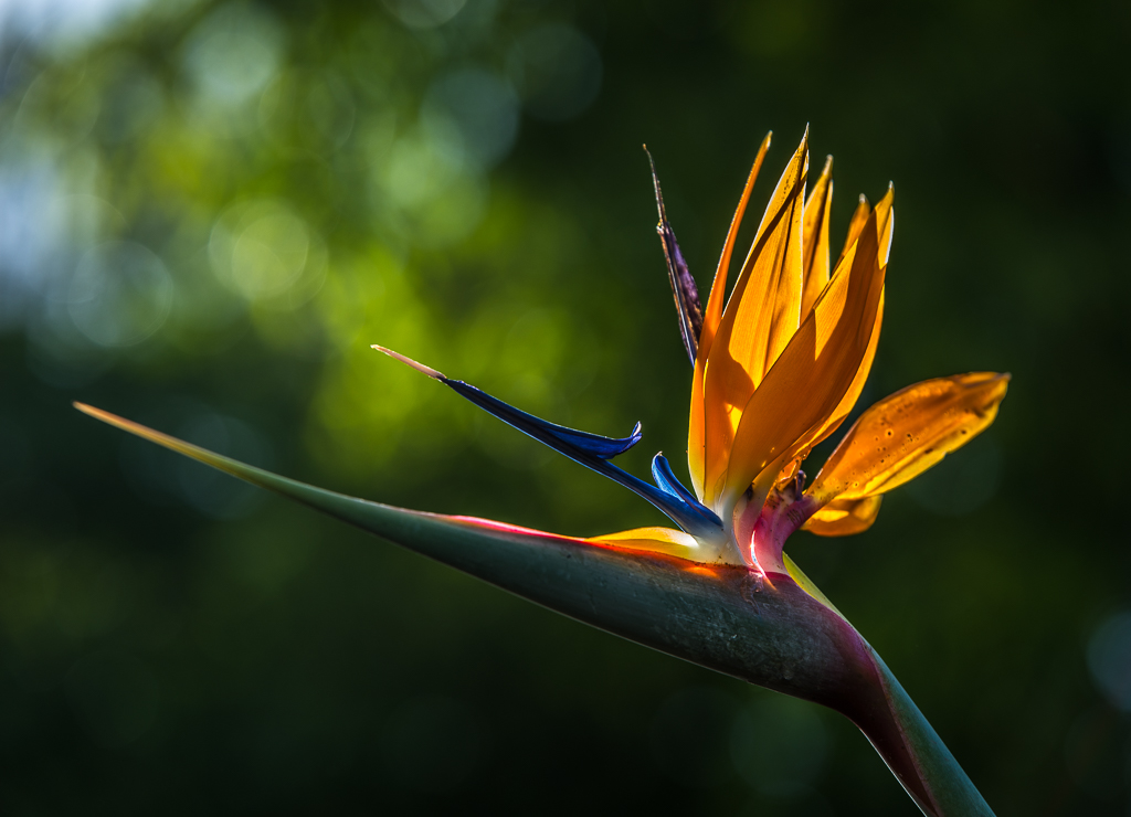 Bird of Paradise