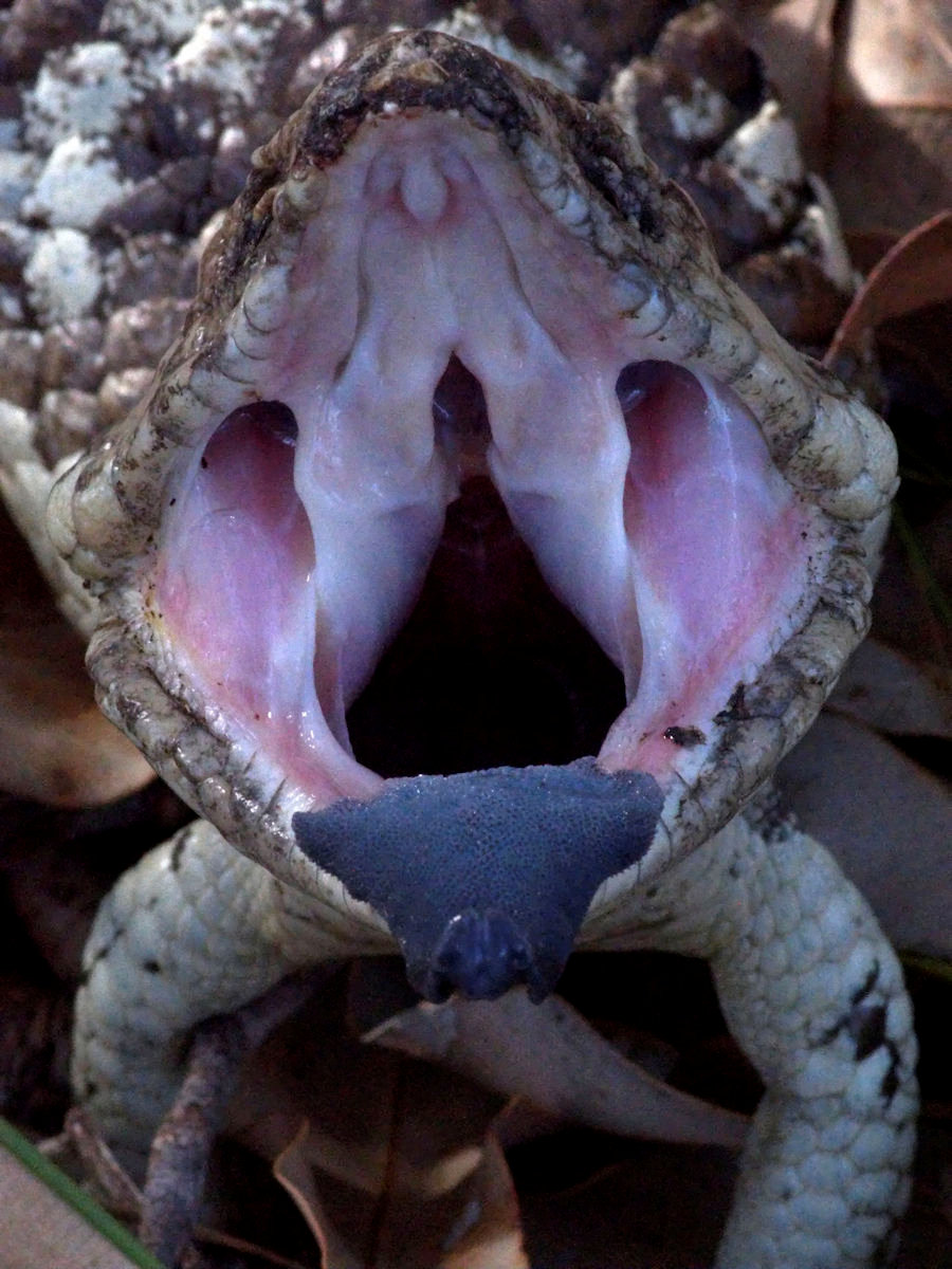 Blue Tongue