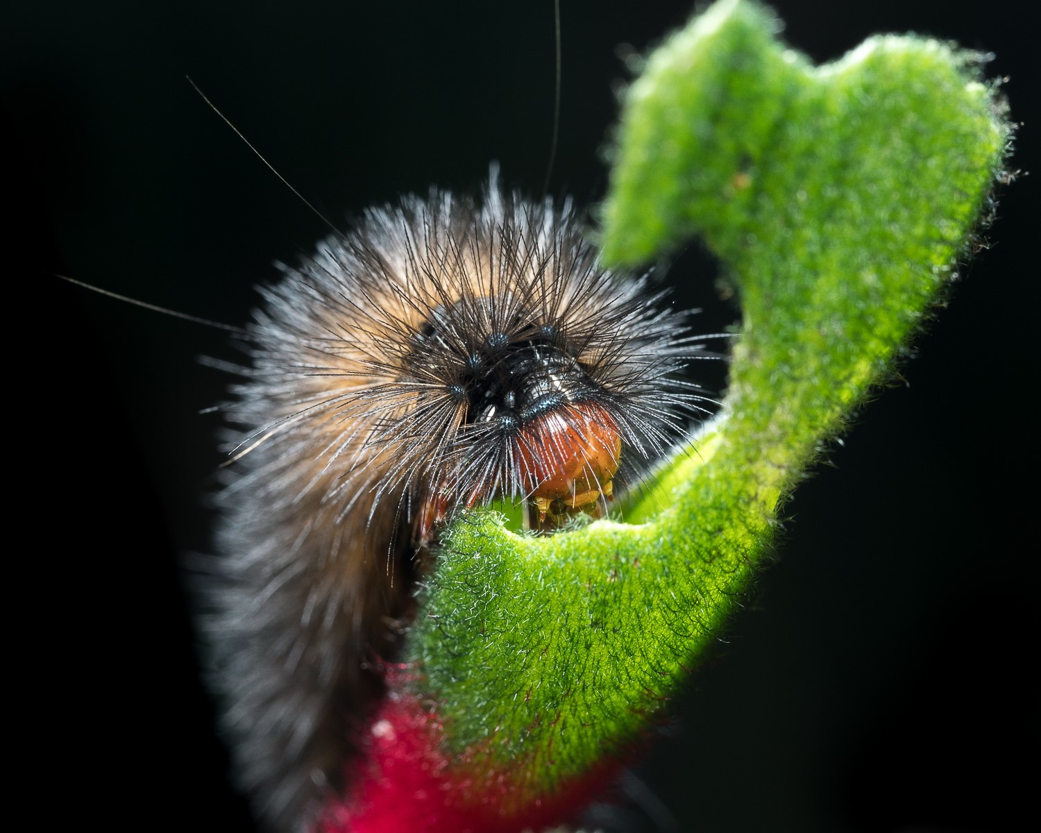 Bush Tucker