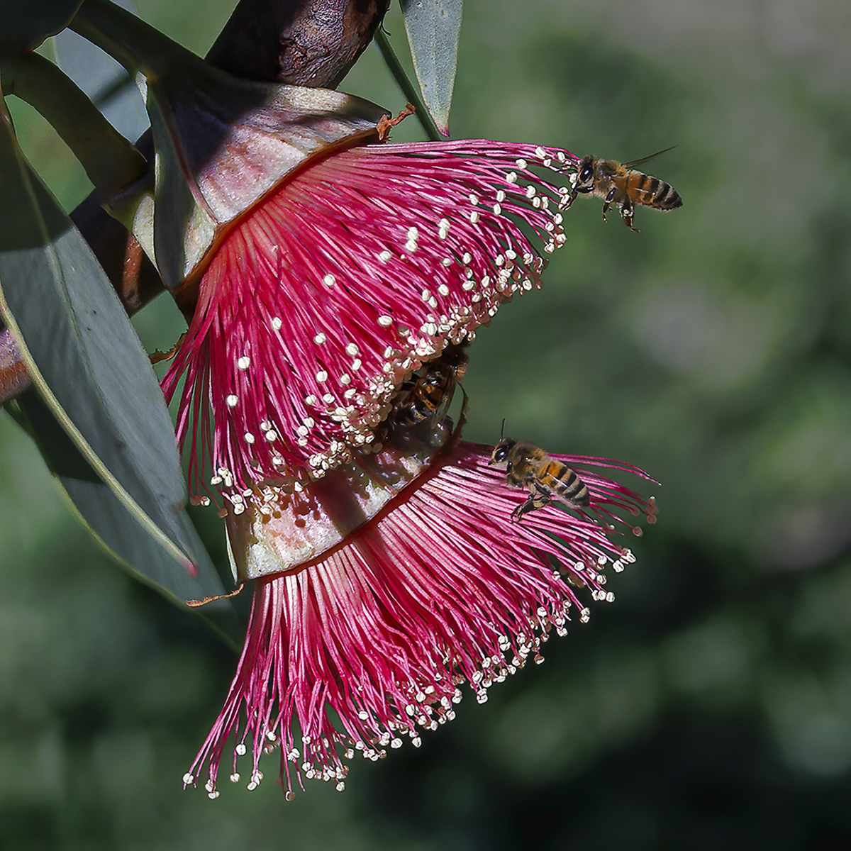 Busy Bees