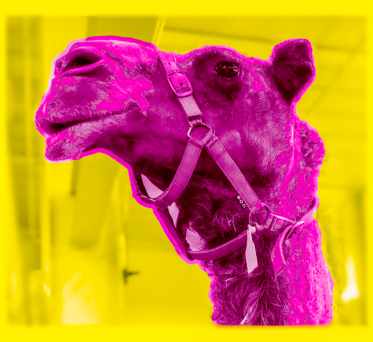 Camel ala Andy Warhol