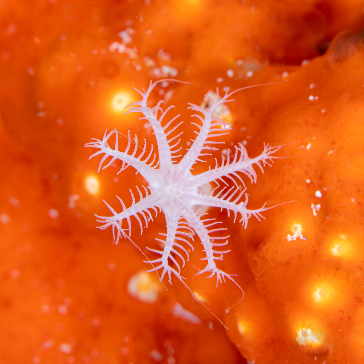 Coral Polyp