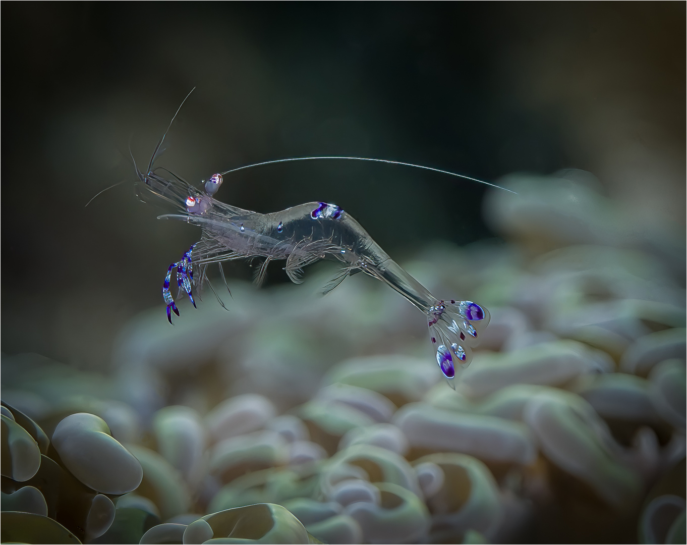 Dancing Glass Shrimp