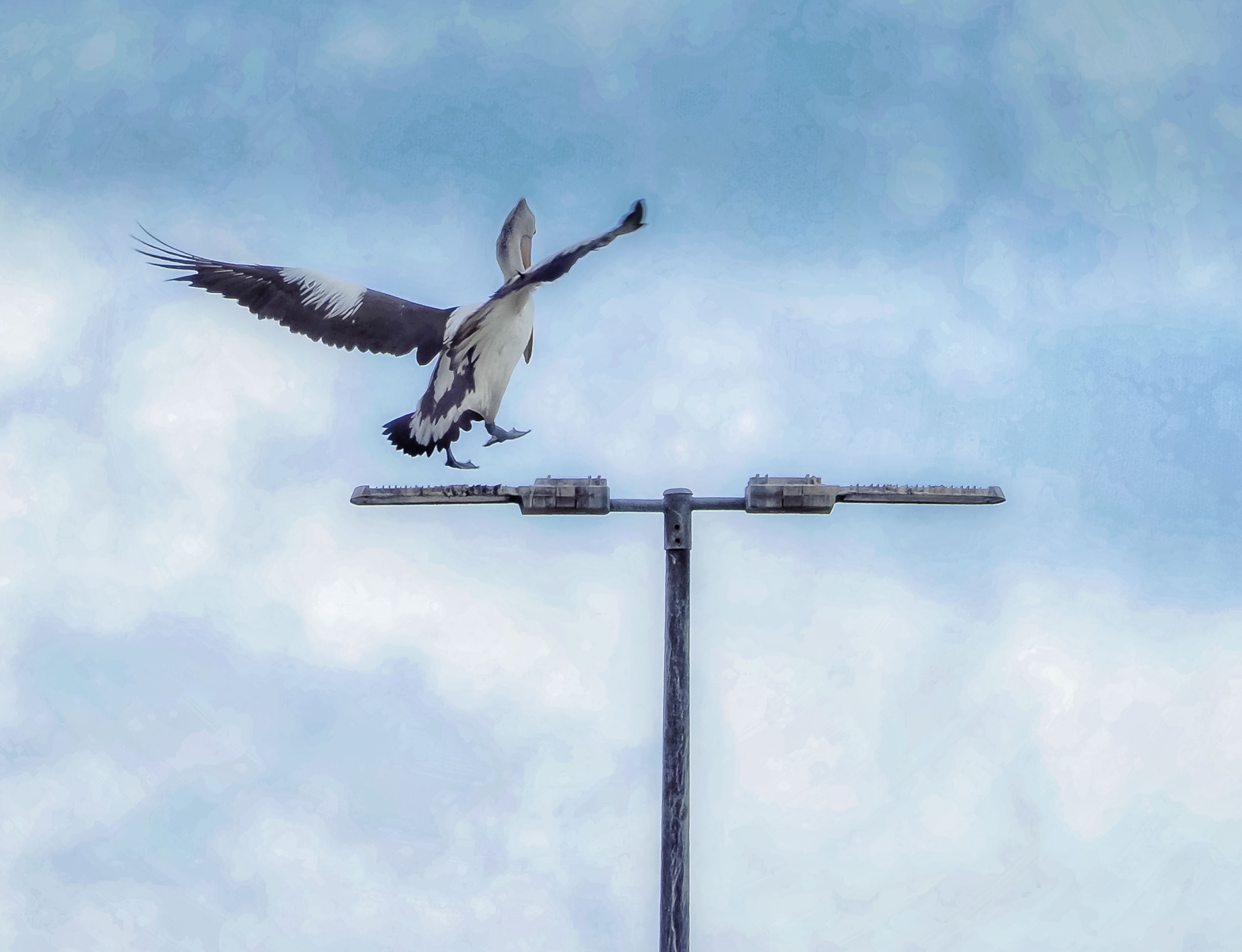 Delicate Landing
