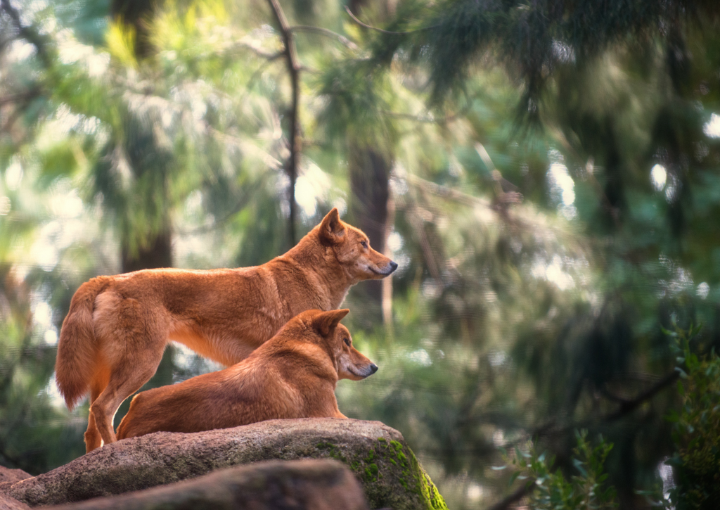 Dingo Duo