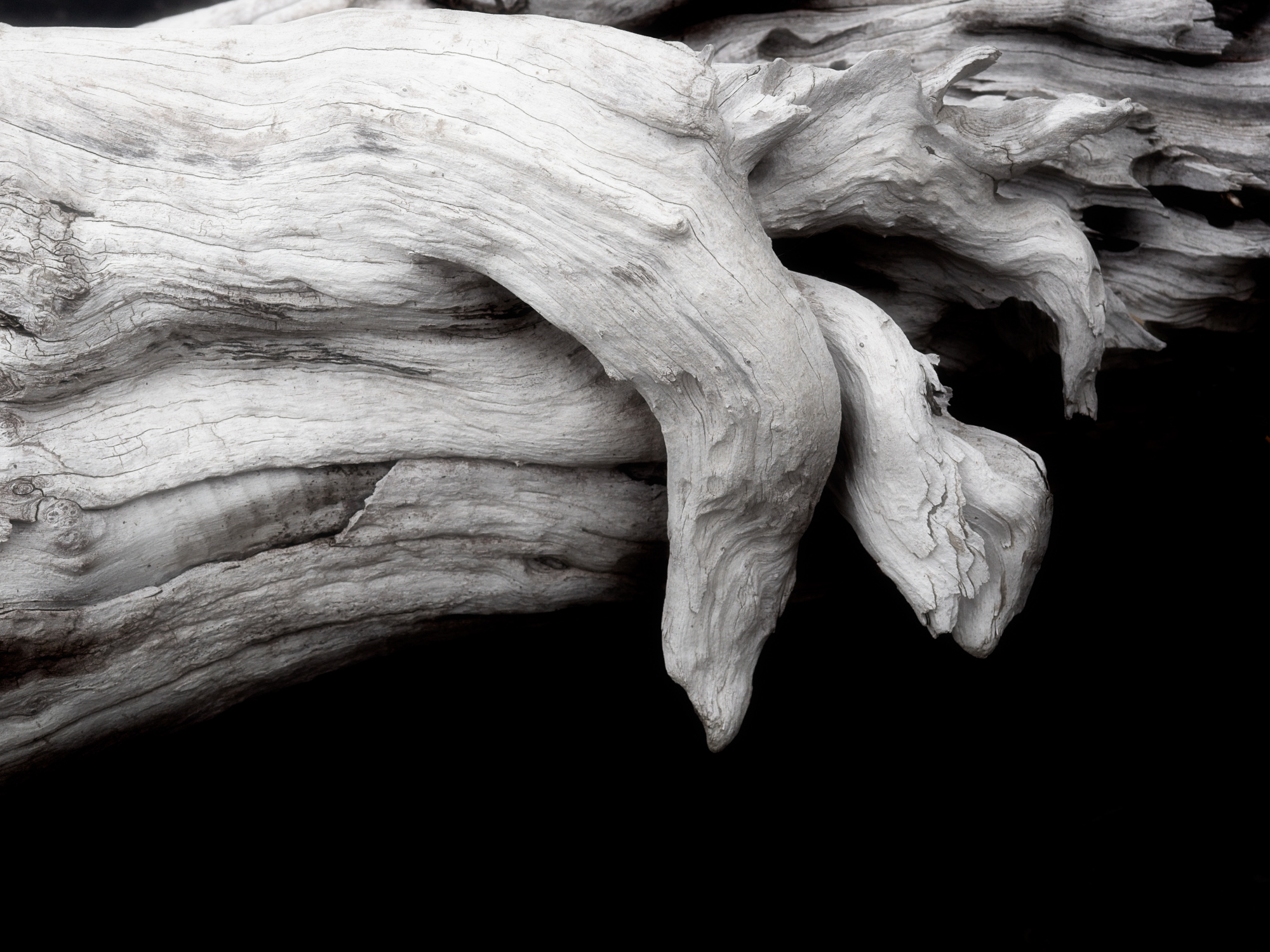 Drift Wood