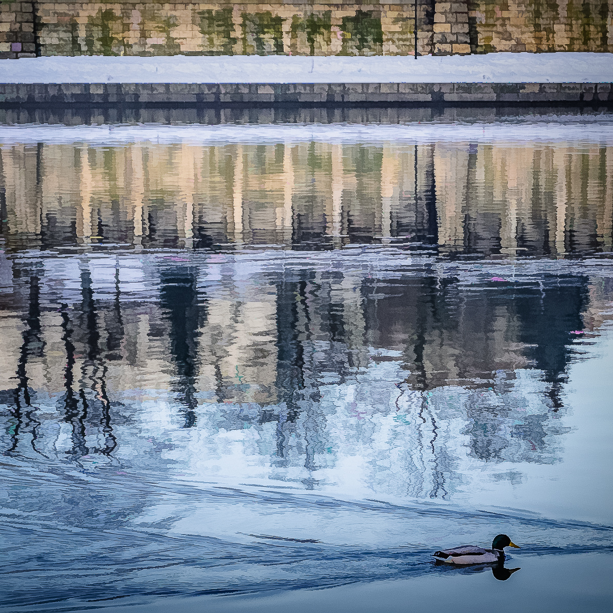 Duck Crossing