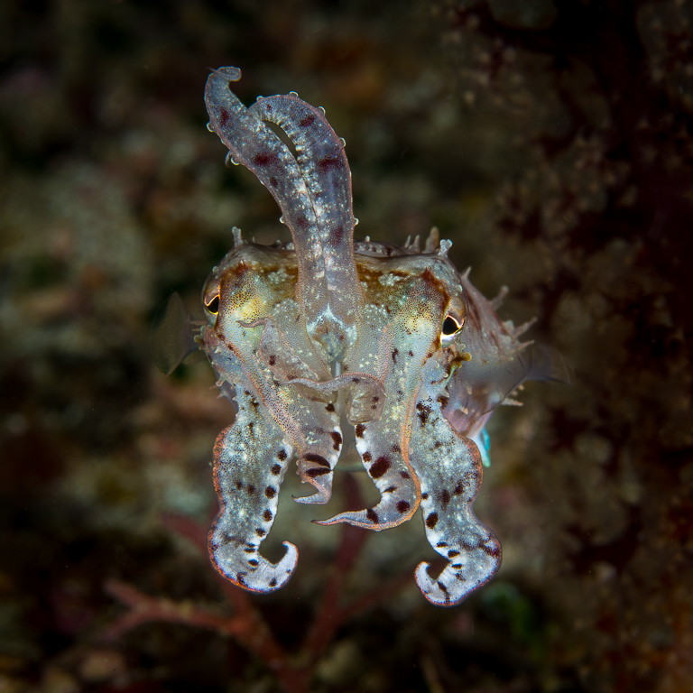 Dwarf Cuttlefish