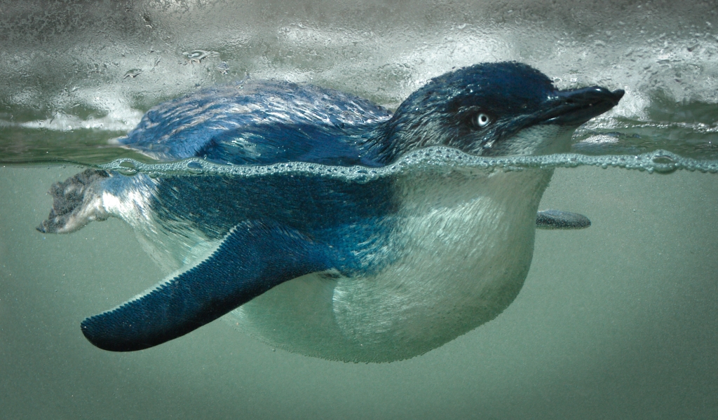 Fairy Penguin Paddle