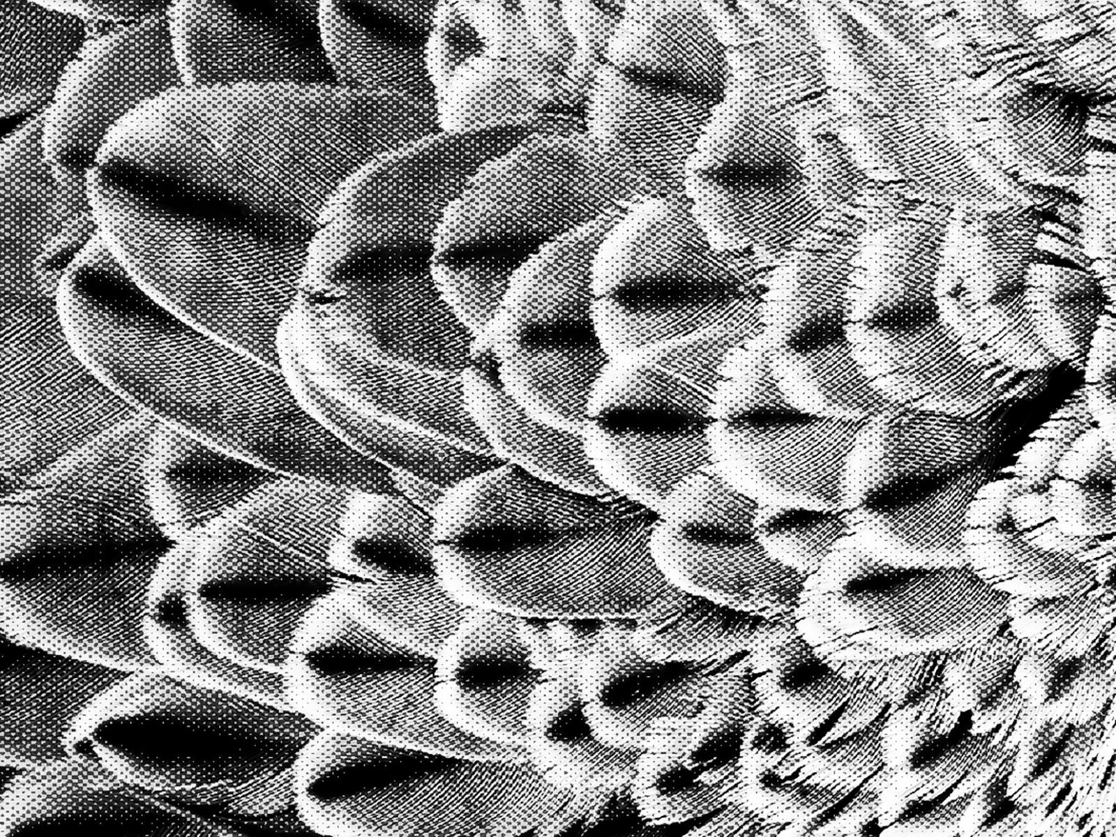 Featherscape