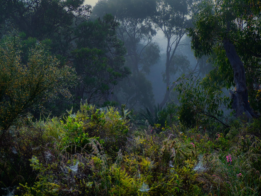 Foggy Spring at Bold Park