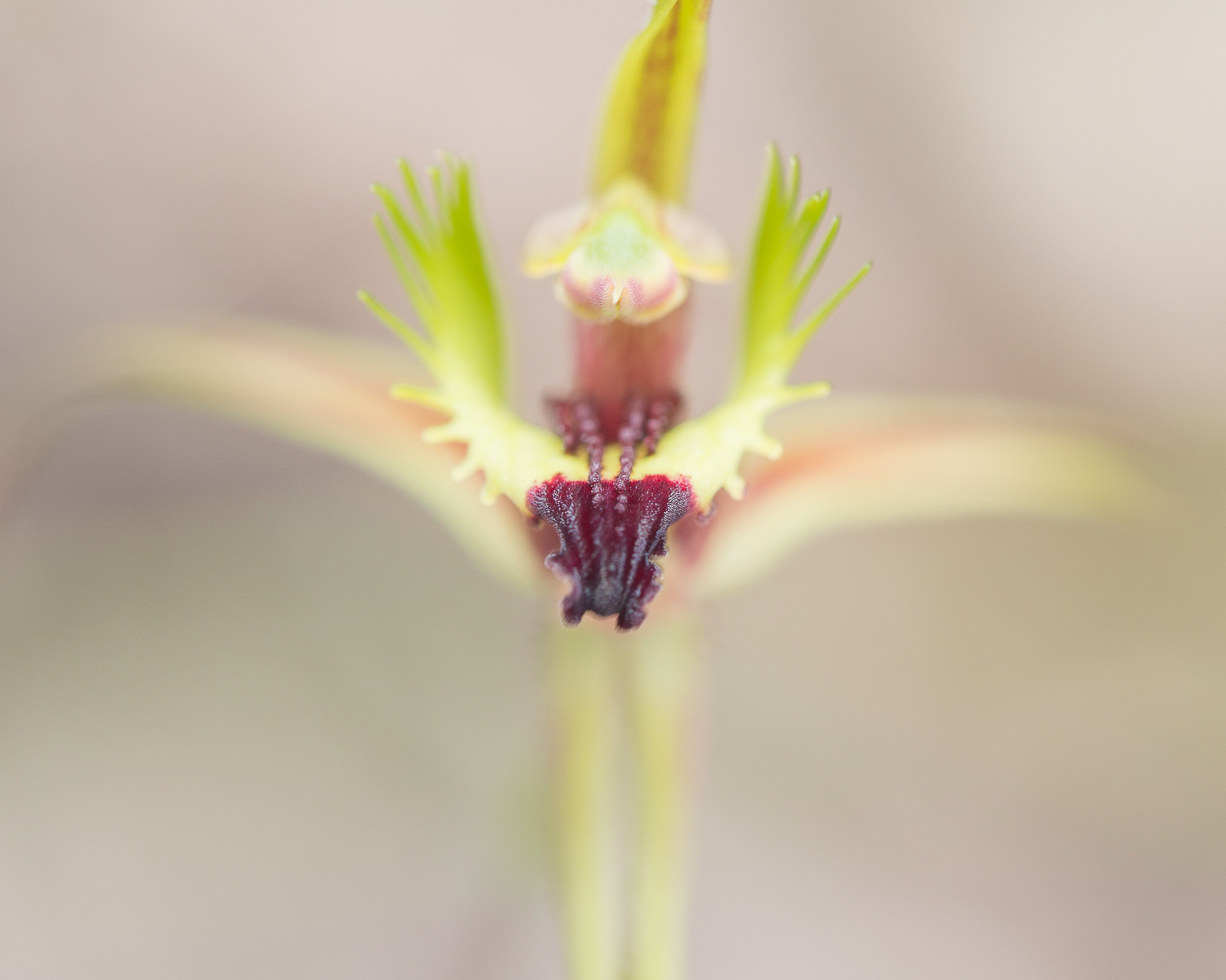 Forest Mantis Orchid