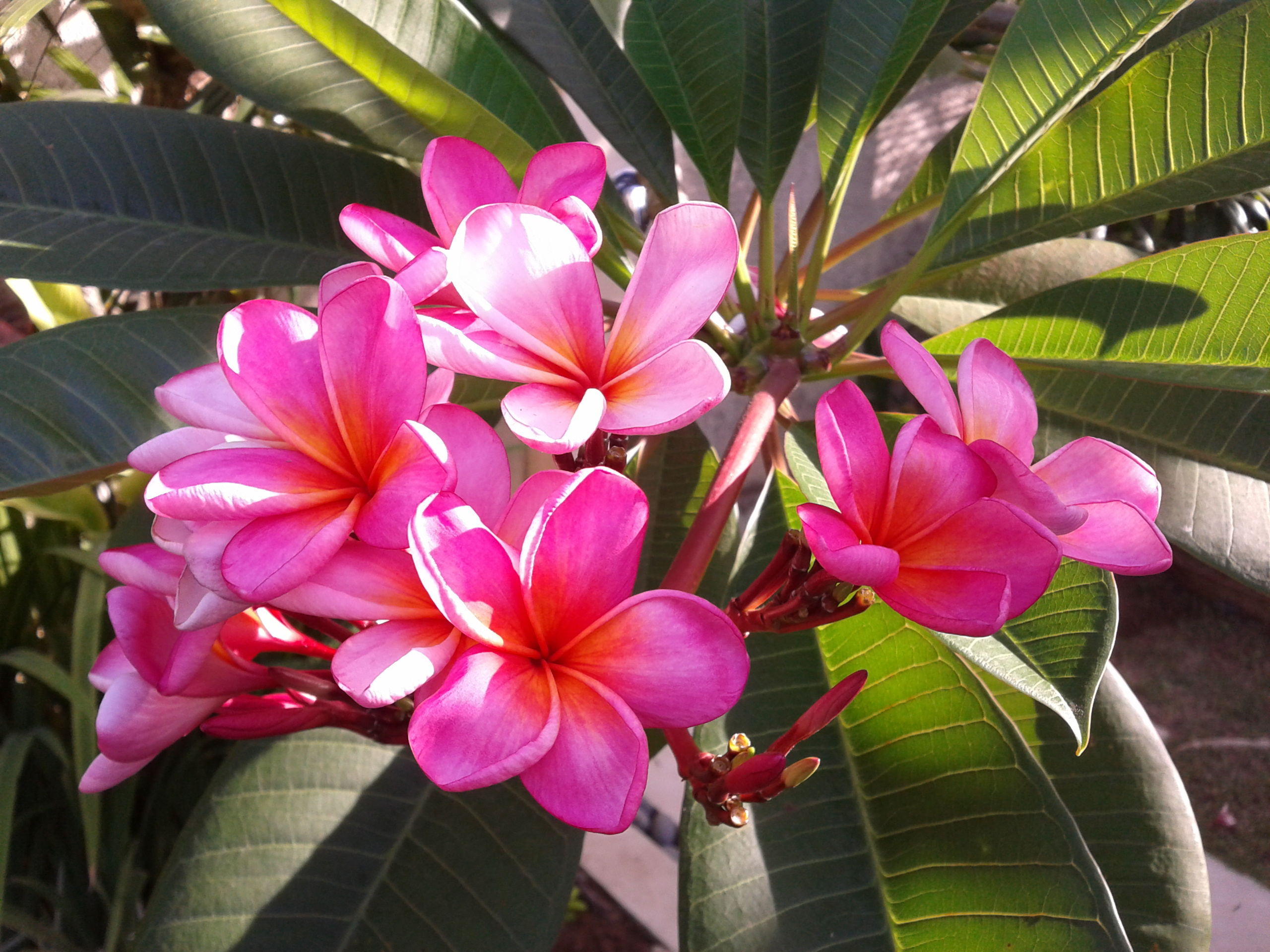 Frangipani