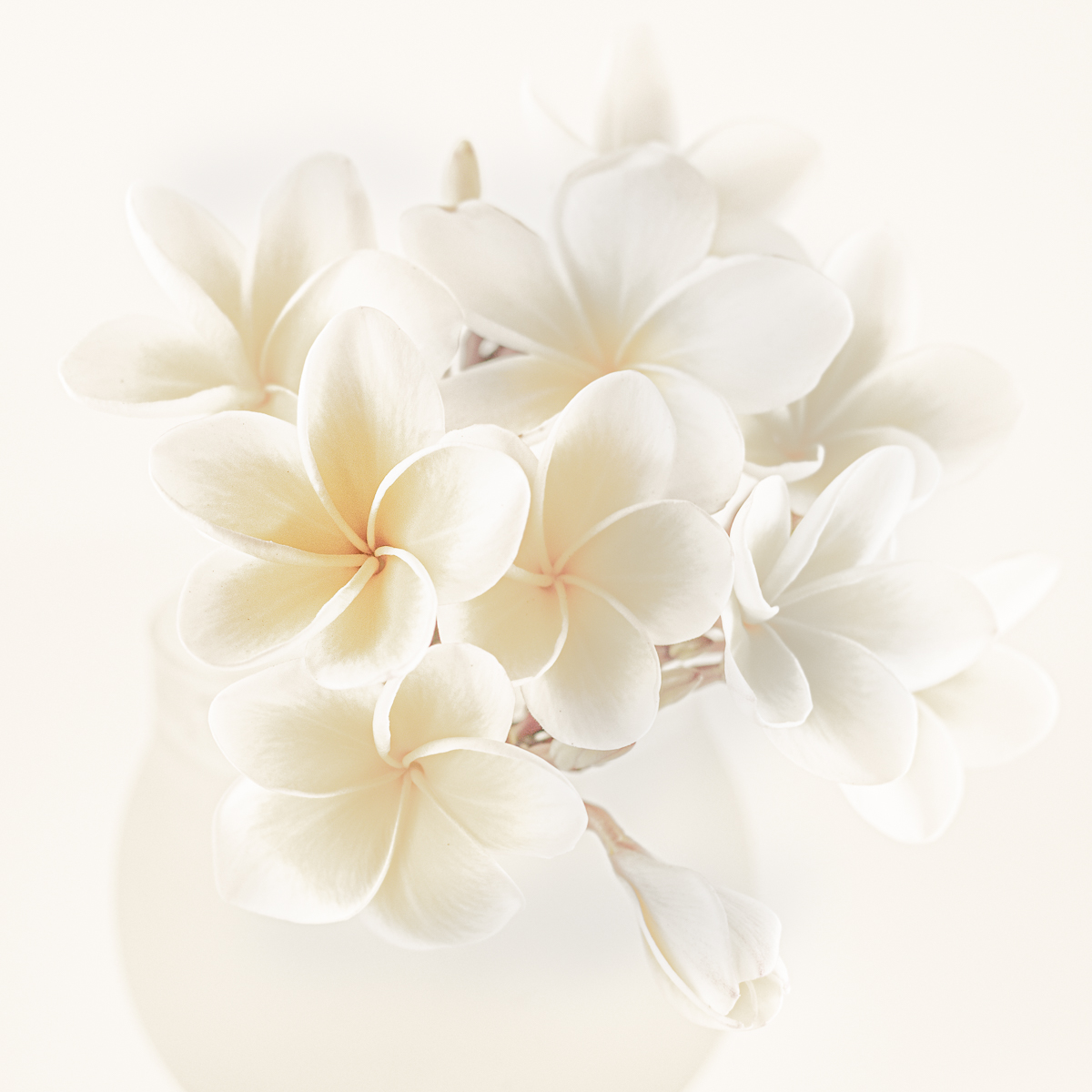 Frangipani