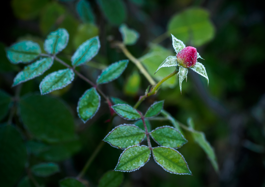 Frozen in the Bud