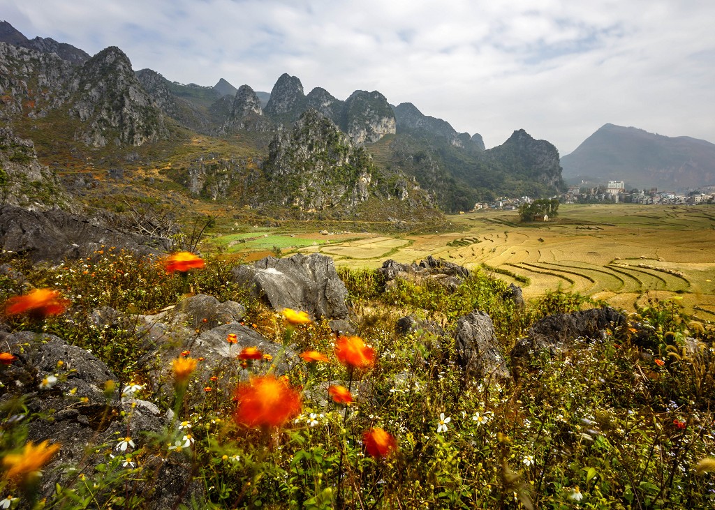 Golden Fields