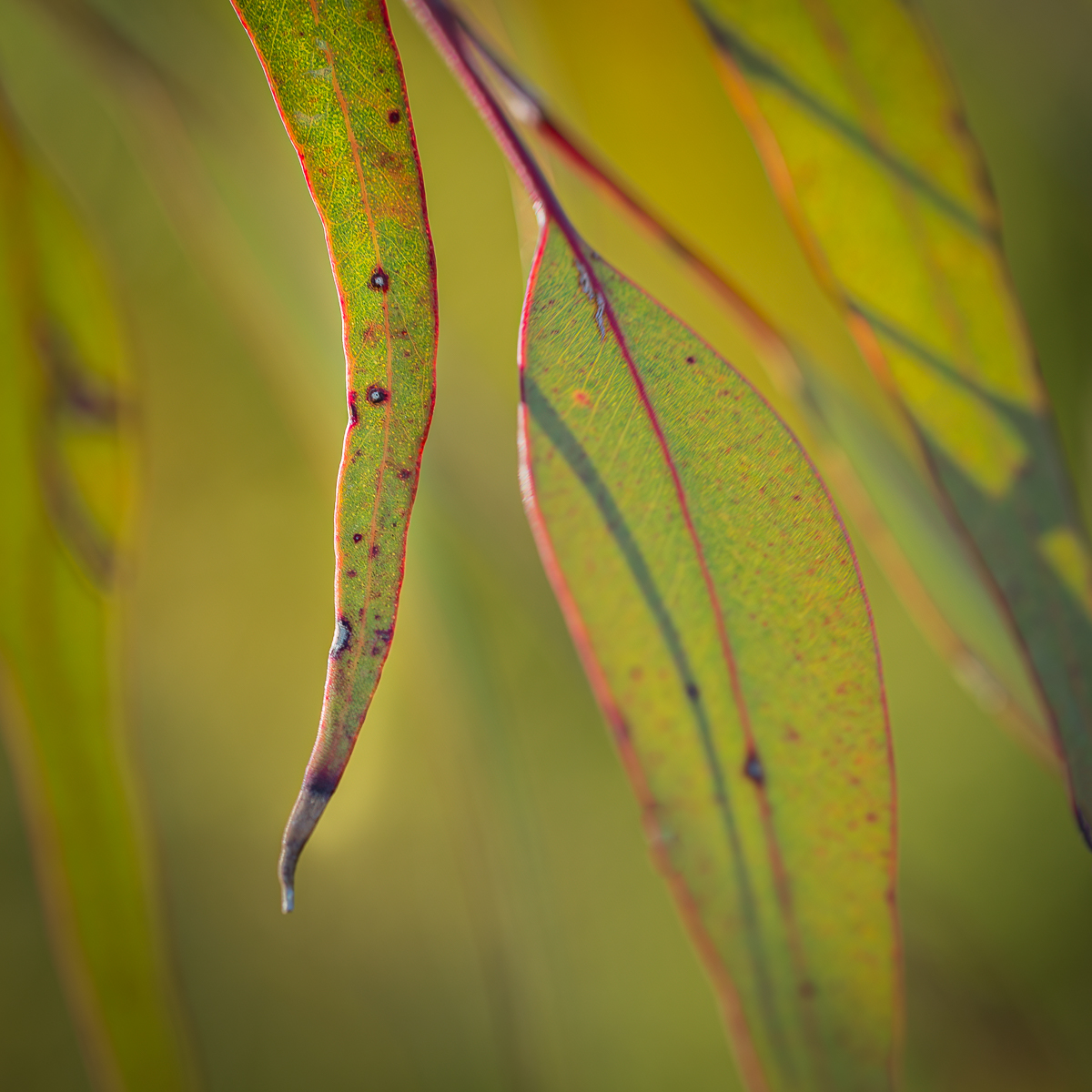 Gum Leaves