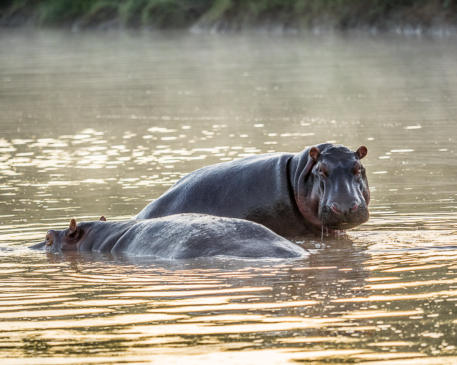 Hippos in the Mist