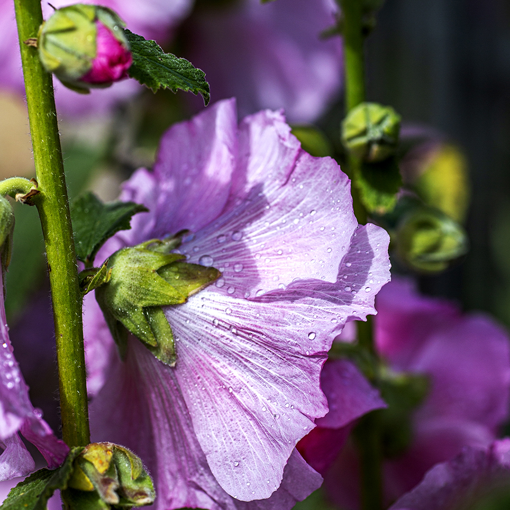 Hollyhock Textures