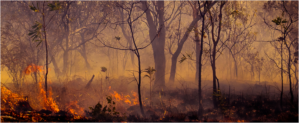 Kakadu Wildfire