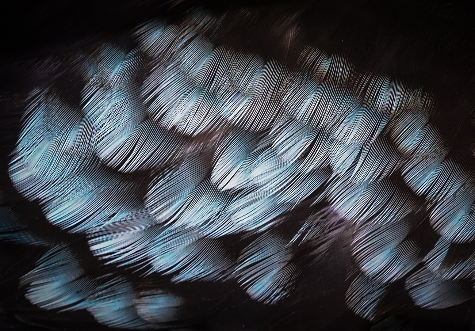 Kookaburra"s Wing Plumage