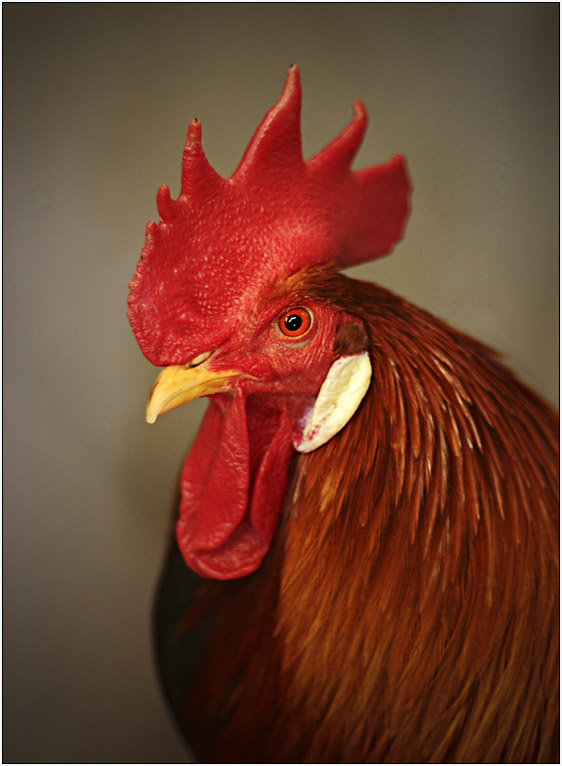 Little Red Rooster