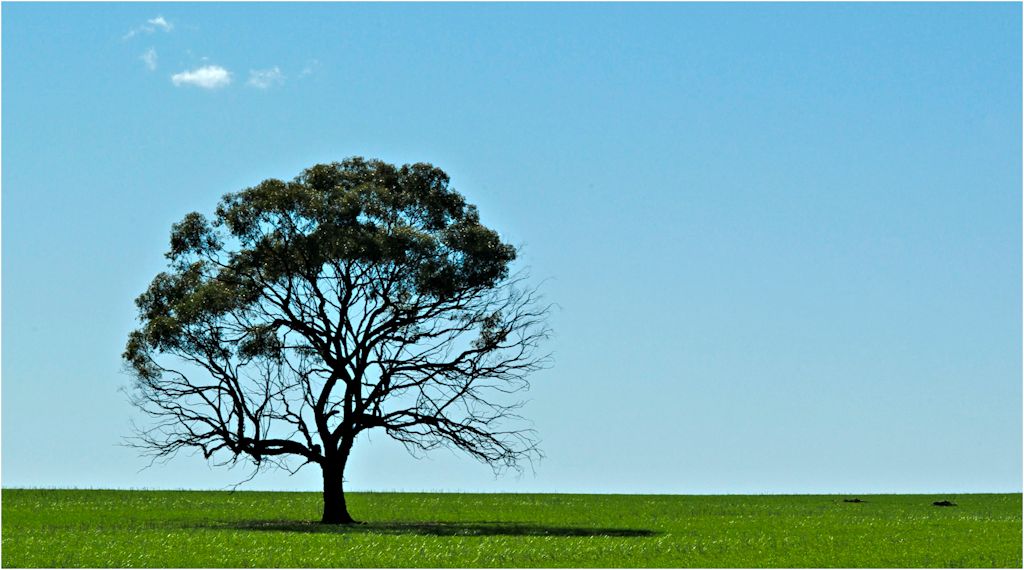 Lonely Tree