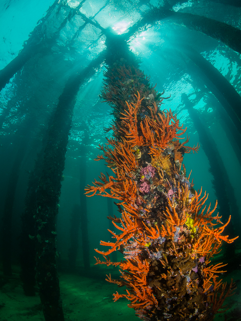 Looking Up, Busselton Jetty