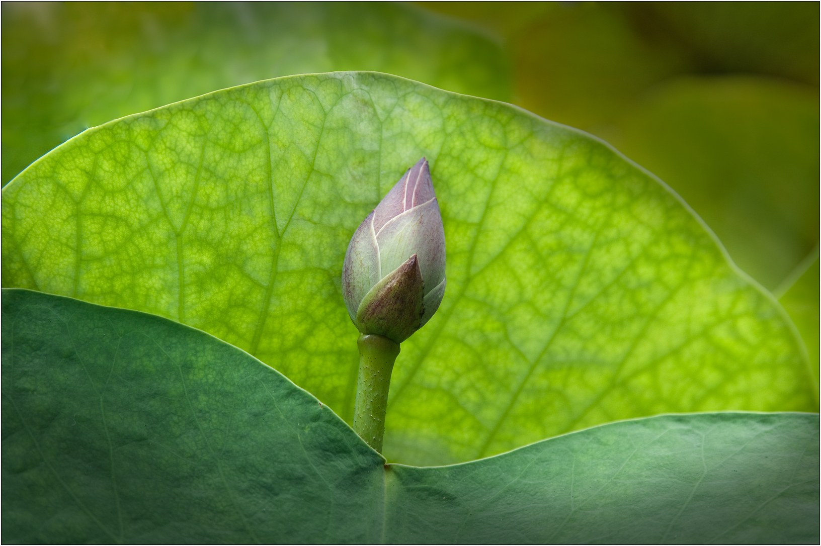 Lotus Bud