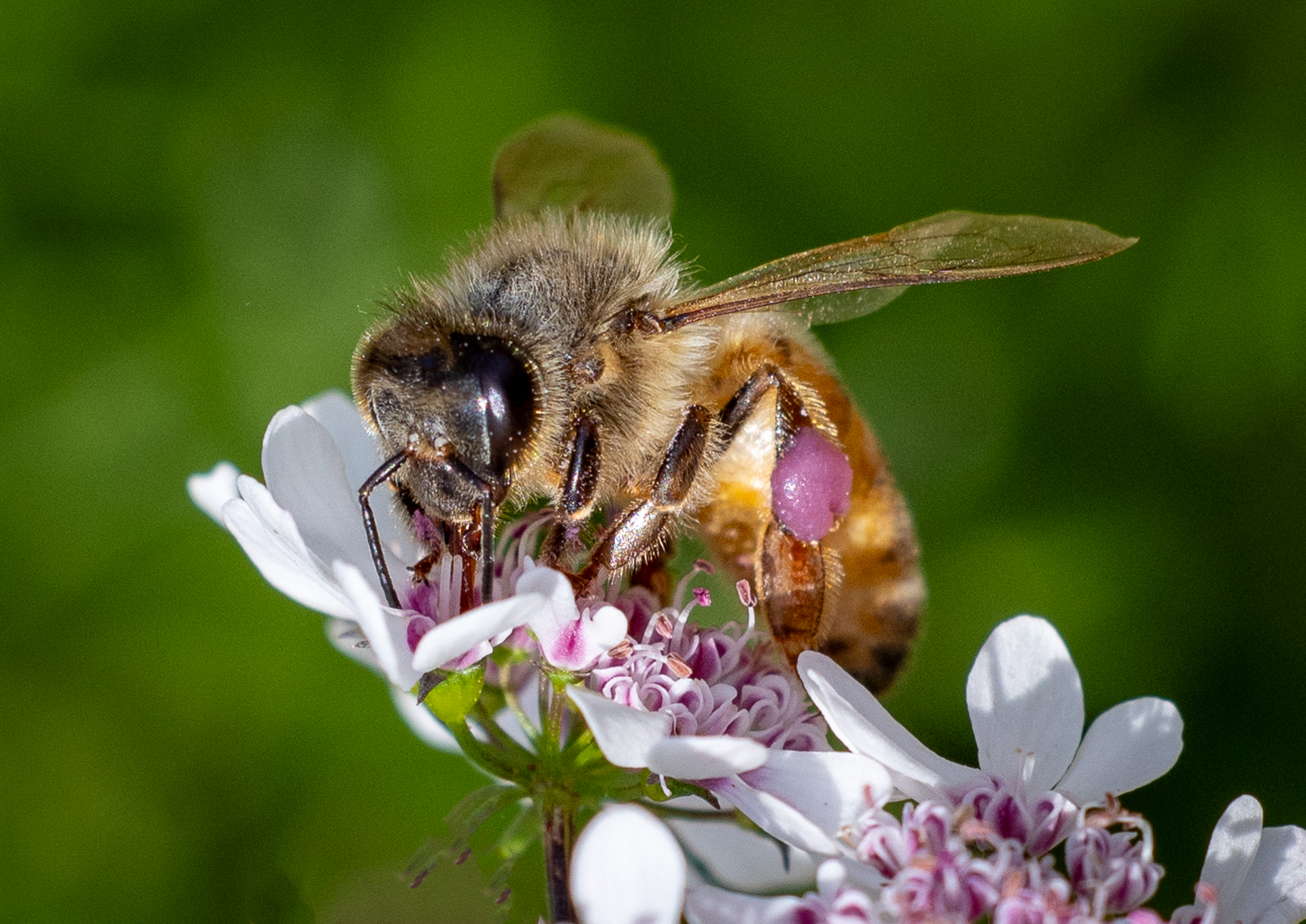 Macro Honey Bee