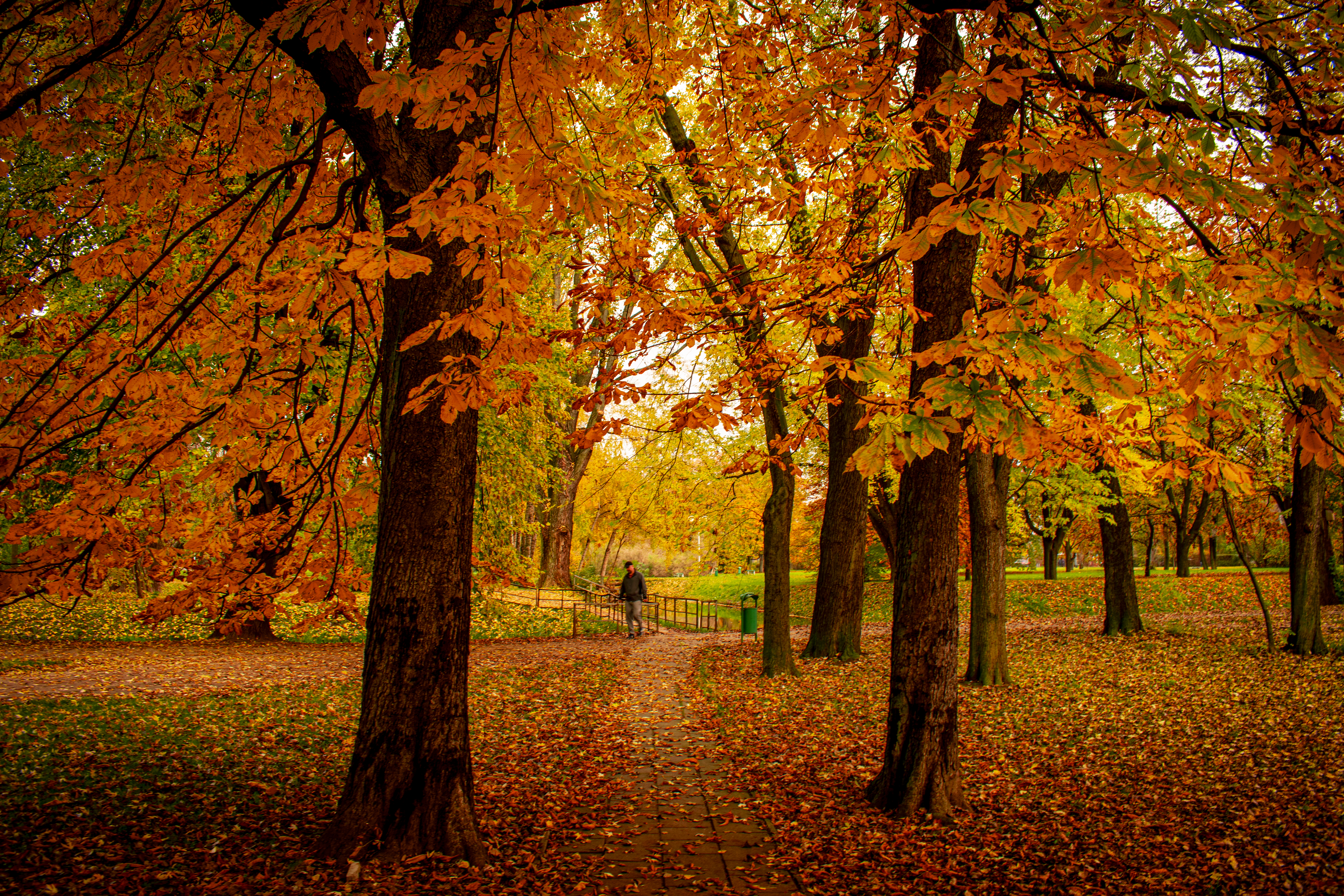 Man in the Golden Park