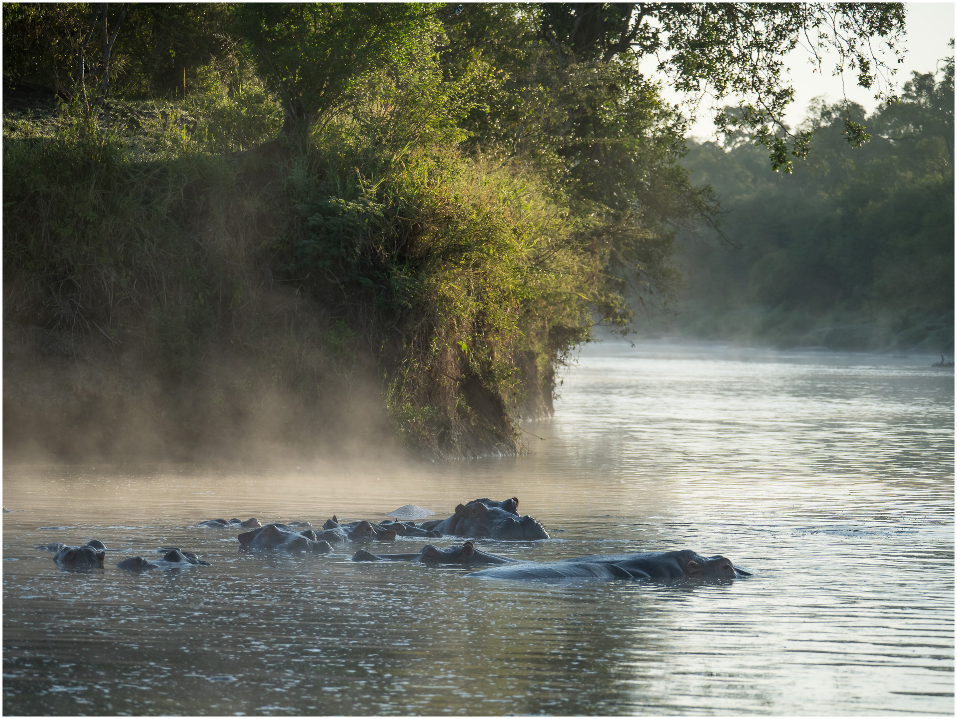 Misty Swimmers