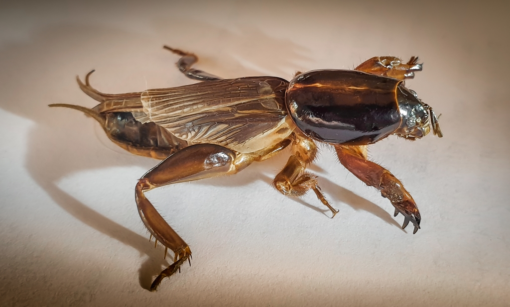 Mole Cricket